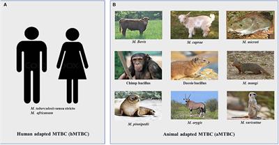 The Relevance of Genomic Epidemiology for Control of Tuberculosis in West Africa